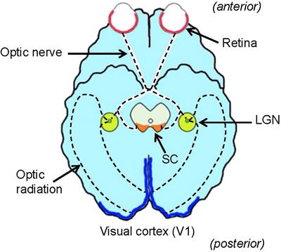 On and off signaling pathways in the retina and the visual system
